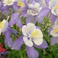 Aquilegia fl. var. pumila 'Atlantis'