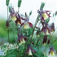 Aquilegia buergeriana 'Calimero'