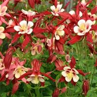 Aquilegia caerulea hyb. 'Red Hobbit'