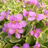 Arabis alpina caucasica 'Angvine'