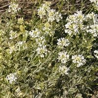 Arabis ferdinandi-coburgii 'Variegata'