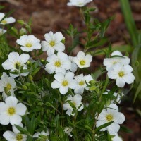 Arenaria montana 'Snow White'