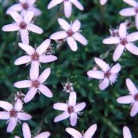 Arenaria purpurascens