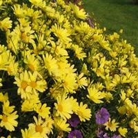 Argyranthemum 'Cornish Gold'