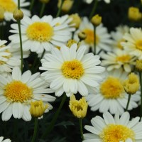 Argyranthemum 'Lemon Cupcake' (P)