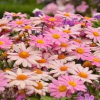 Argyranthemum 'Lolly' (P)