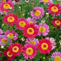 Argyranthemum 'Margarita' (P)