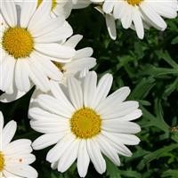 Argyranthemum 'Polly' (P)