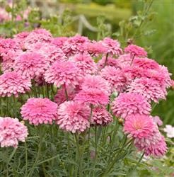 Argyranthemum 'Raspberry Ruffles' (P)