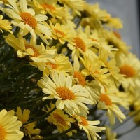 Argyranthemum 'Vanilla Latte' (P)