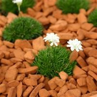 Armeria juniperifolia 'Alba'