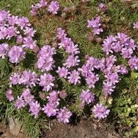 Armeria juniperifolia 'Bevan's Variety'