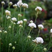 Armeria maritima 'Morning Star White'