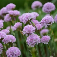 Armeria maritima 'Nodwood Pink' (VR)