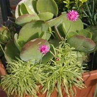 Armeria maritima 'Nifty Thrifty' (VR)