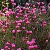 Armeria maritima 'Rubifolia'