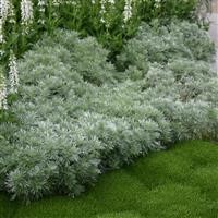 Artemisia schmidtiana 'Nana Attraction'