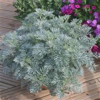 Artemisia 'Powis Castle'