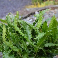 Asplenium 'Angustifolium'  (Narrow Hart's Tongue Fern)