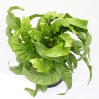 Asplenium 'Hurricane' (P)