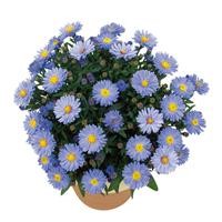 Aster Autumn Jewels 'Aqua Compact' (VR)