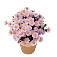 Aster Autumn Jewels 'Rose Quartz' (VR)