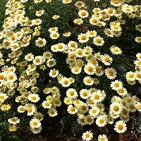 Anthemis tinctoria 'E.C. Buxton'