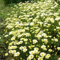 Anthemis tinctoria 'Lemon Ice'