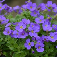 Aubrieta Audrey 'Sky Blue'