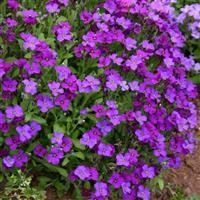 Aubrieta 'Royal Blue'