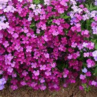 Aubrieta 'Royal Red'