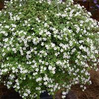 Bacopa 'Snowflake'