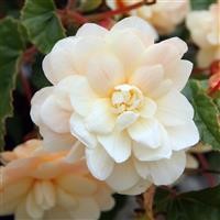 Begonia 'Chardonnay' (P)