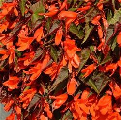 Begonia Summerwings® 'Ebony and Orange' (P)