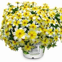 Bidens 'Electric White' (P)