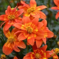 Bidens 'Spicy Margarita' (P)