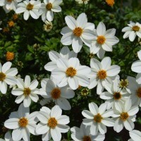 Bidens 'Spicy Ice' (P)