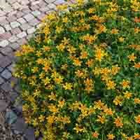 Bidens 'Tiger Bee' (P)