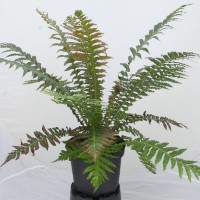 Blechnum Volcano (VR) (Dwarf Brazilian Tree Fern)