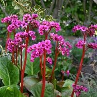 Bergenia 'Autumn Magic'