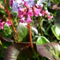 Bergenia 'Eroica'