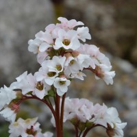 Bergenia 'Snow Crystal' (P)