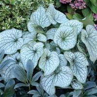 Brunnera 'Alexander's Great' (P)