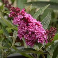 Buddleja Buzz 'Candy Pink' (P)