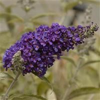 Buddleja Buzz 'Indigo' (VR)