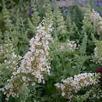 Buddleja Buzz 'Ivory' (P)