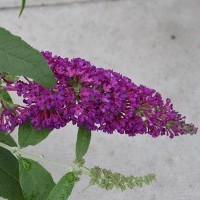 Buddleja Buzz 'Magenta' (P) Imp.