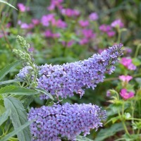 Buddleja Buzz 'Sky Blue' (P) Imp.