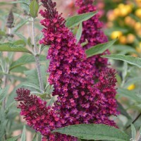 Buddleja Buzz 'Wine' (VR)