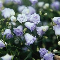 Campanula 'Elizabeth Oliver'